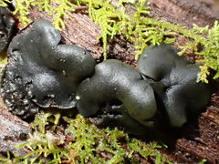 Chlorencoelia versiformis