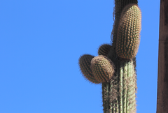 Browningia candelaris