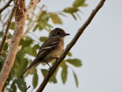 Empidonax minimus