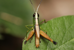Silvitettix territus