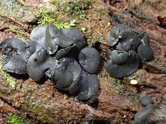 Chlorencoelia versiformis