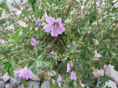 Malva multiflora