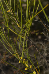 Acacia granitica