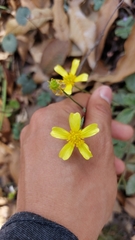 Ranunculus sierrae-orientalis