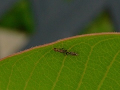 Pseudomyrmex cubaensis