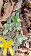 Ranunculus sierrae-orientalis