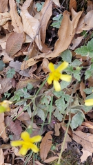Ranunculus sierrae-orientalis