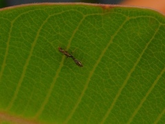 Pseudomyrmex cubaensis