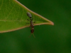 Pseudomyrmex cubaensis