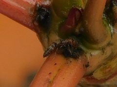 Pseudomyrmex cubaensis