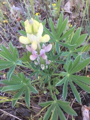 Lupinus gredensis