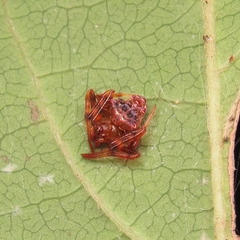 Verrucosa meridionalis