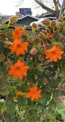 Thunbergia gregorii