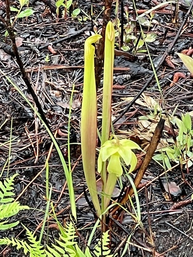 Sarracenia minor var. okefenokeensis image