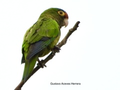 Eupsittula canicularis