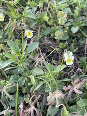 Viola arvensis