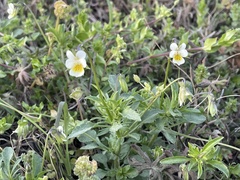 Viola arvensis