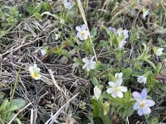 Viola arvensis