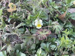 Viola arvensis