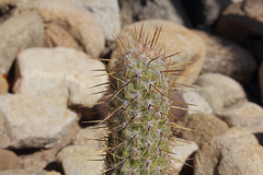 Oreocereus leucotrichus