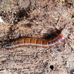 Meracantha contracta