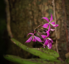 Epidendrum flexuosum