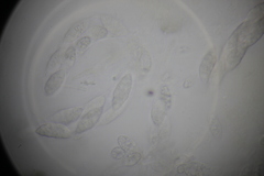 Paranectria oropensis