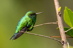 Chlorostilbon gibsoni