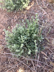 Pectocarya platycarpa
