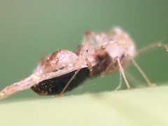 Corythucha