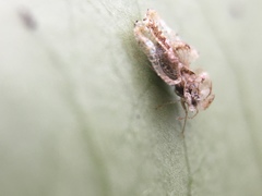 Corythucha
