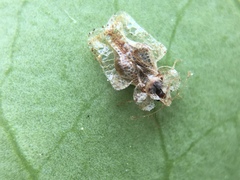Corythucha