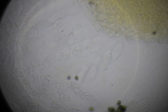 Paranectria oropensis