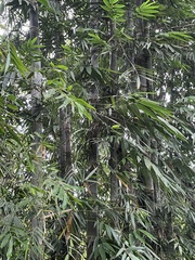 Dendrocalamus asper