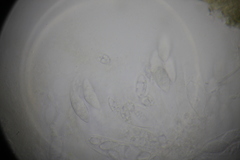 Paranectria oropensis