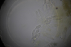 Paranectria oropensis