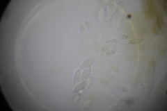 Paranectria oropensis