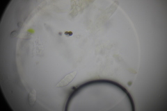 Paranectria oropensis