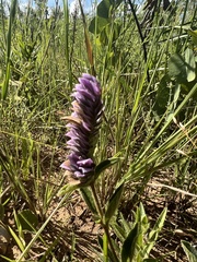 Lepidagathis cyanea