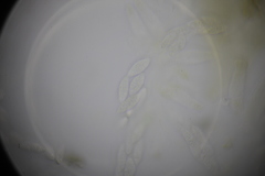 Paranectria oropensis