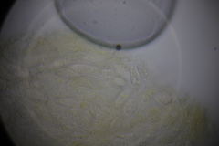 Paranectria oropensis