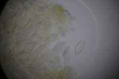 Paranectria oropensis