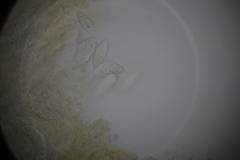 Paranectria oropensis