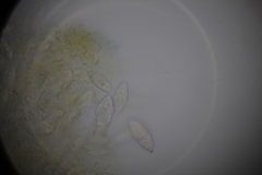 Paranectria oropensis