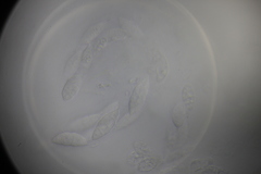 Paranectria oropensis