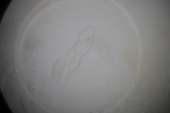 Paranectria oropensis