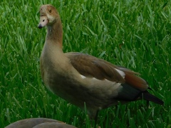 Alopochen aegyptiaca