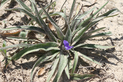 Tradescantia subacaulis