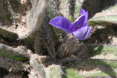 Tradescantia subacaulis