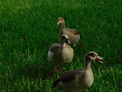 Alopochen aegyptiaca